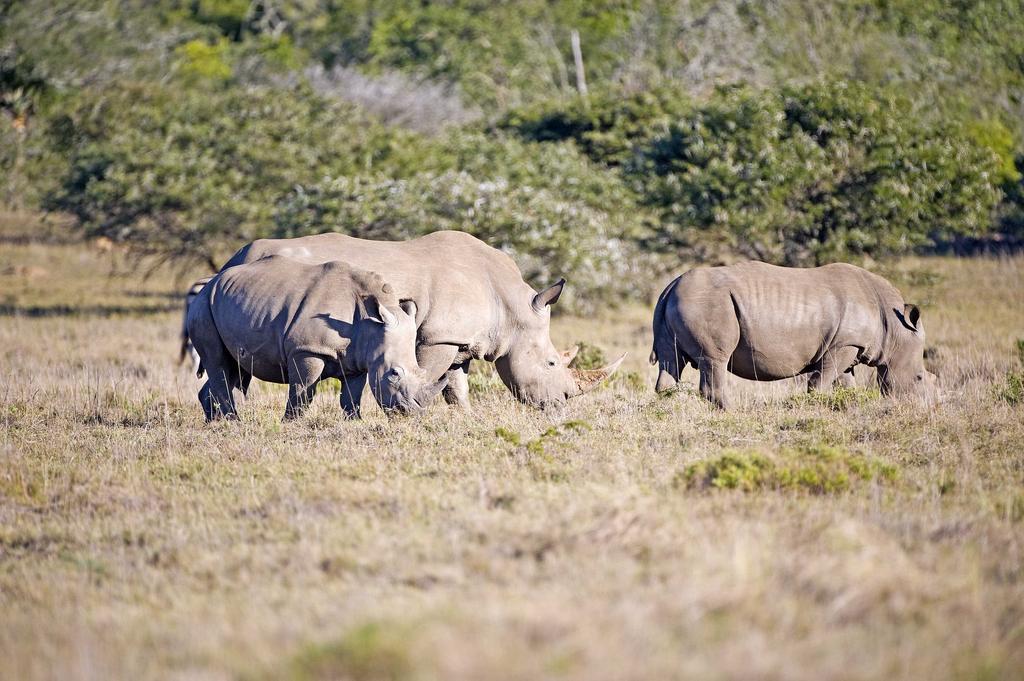 Hlosi Game Lodge - Amakhala Game Reserve Buyskloof Kültér fotó