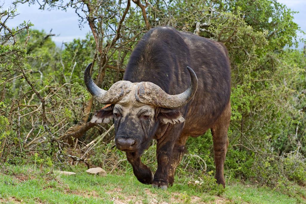 Hlosi Game Lodge - Amakhala Game Reserve Buyskloof Kültér fotó