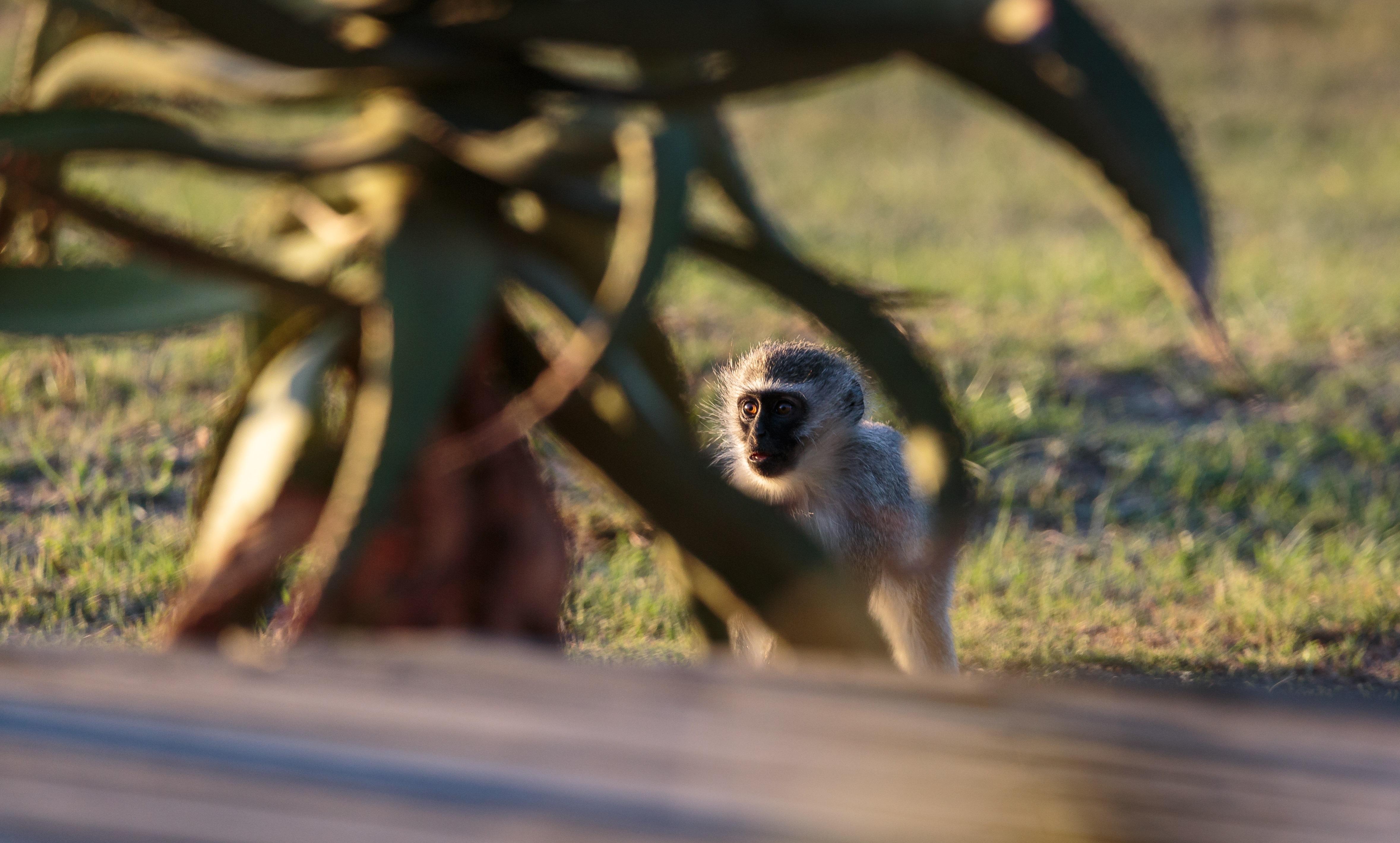 Hlosi Game Lodge - Amakhala Game Reserve Buyskloof Kültér fotó