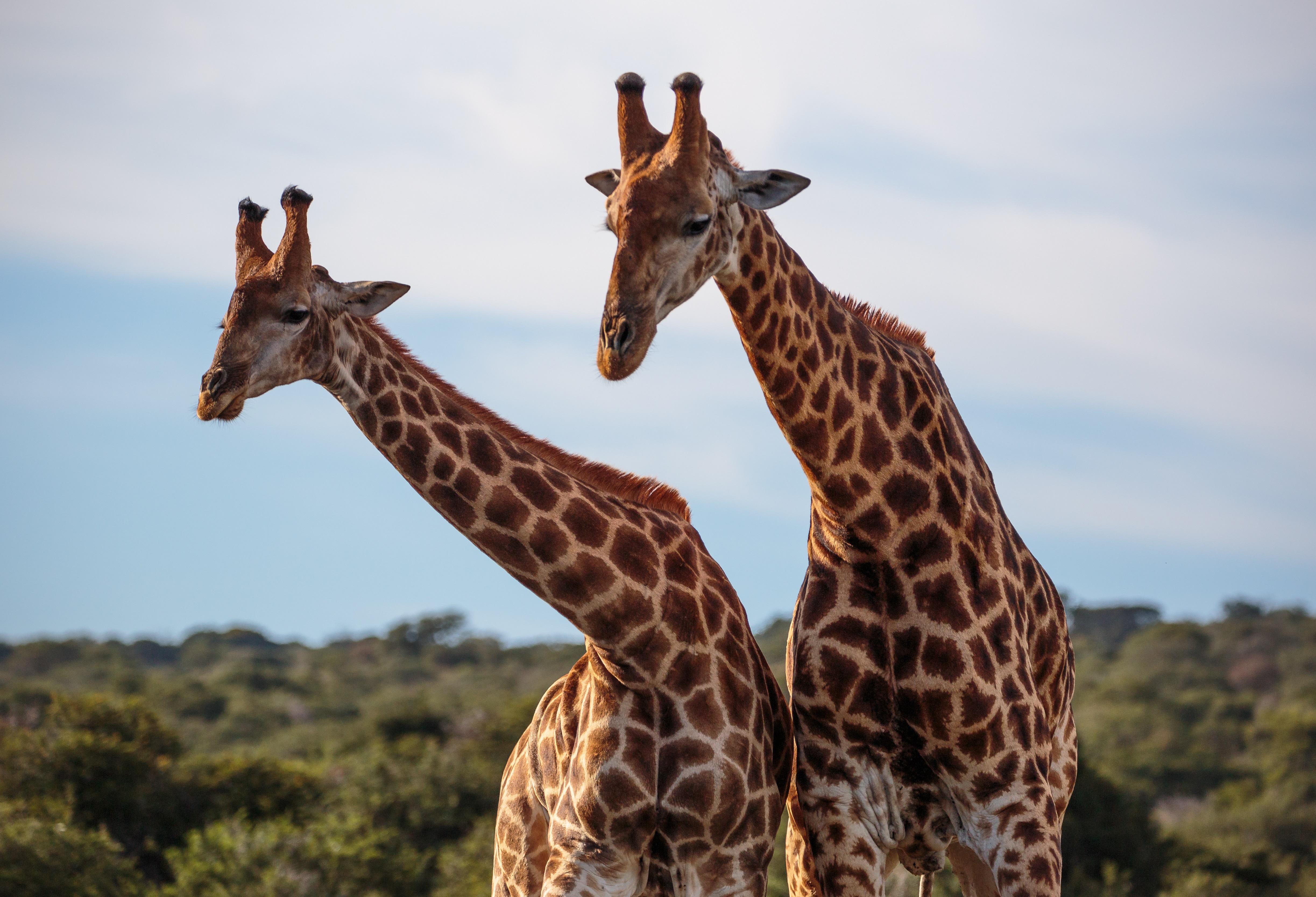 Hlosi Game Lodge - Amakhala Game Reserve Buyskloof Kültér fotó