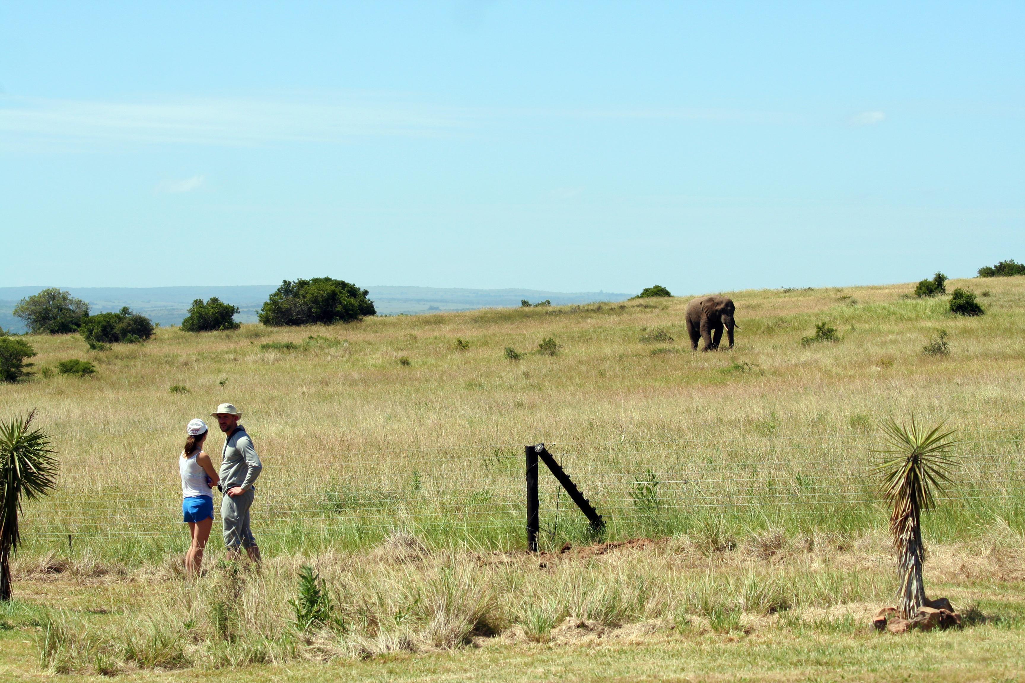 Hlosi Game Lodge - Amakhala Game Reserve Buyskloof Kültér fotó