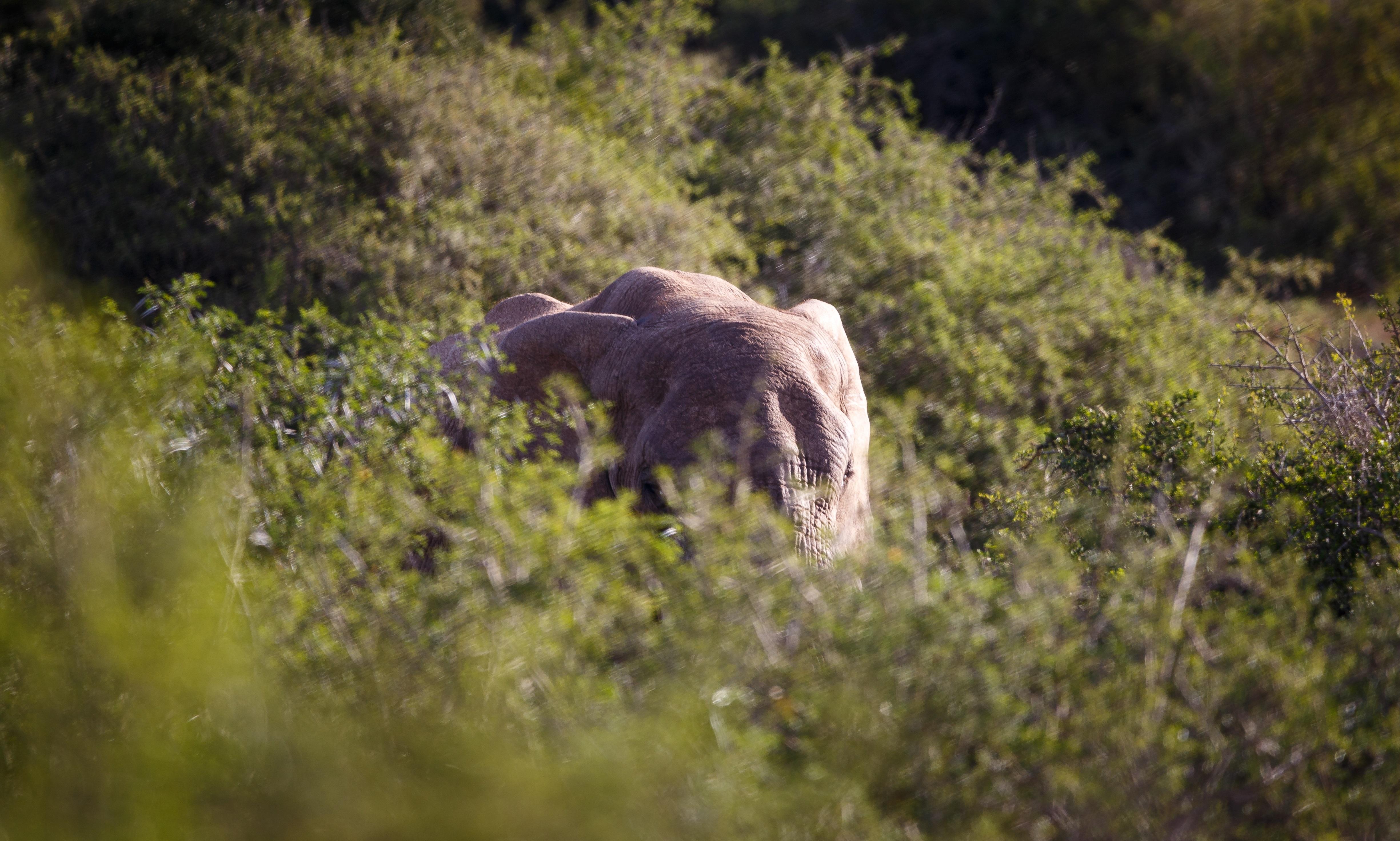 Hlosi Game Lodge - Amakhala Game Reserve Buyskloof Kültér fotó