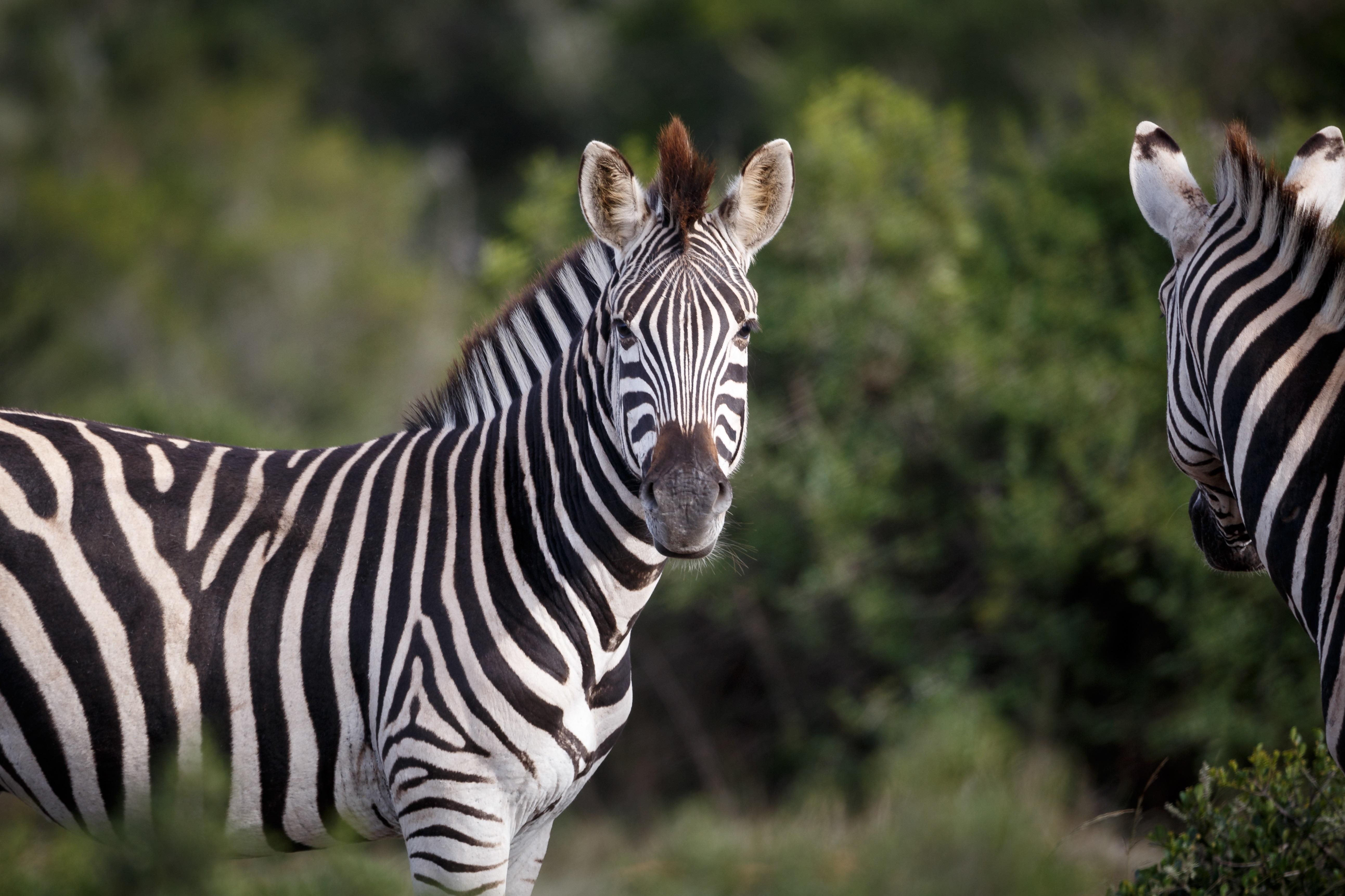 Hlosi Game Lodge - Amakhala Game Reserve Buyskloof Kültér fotó