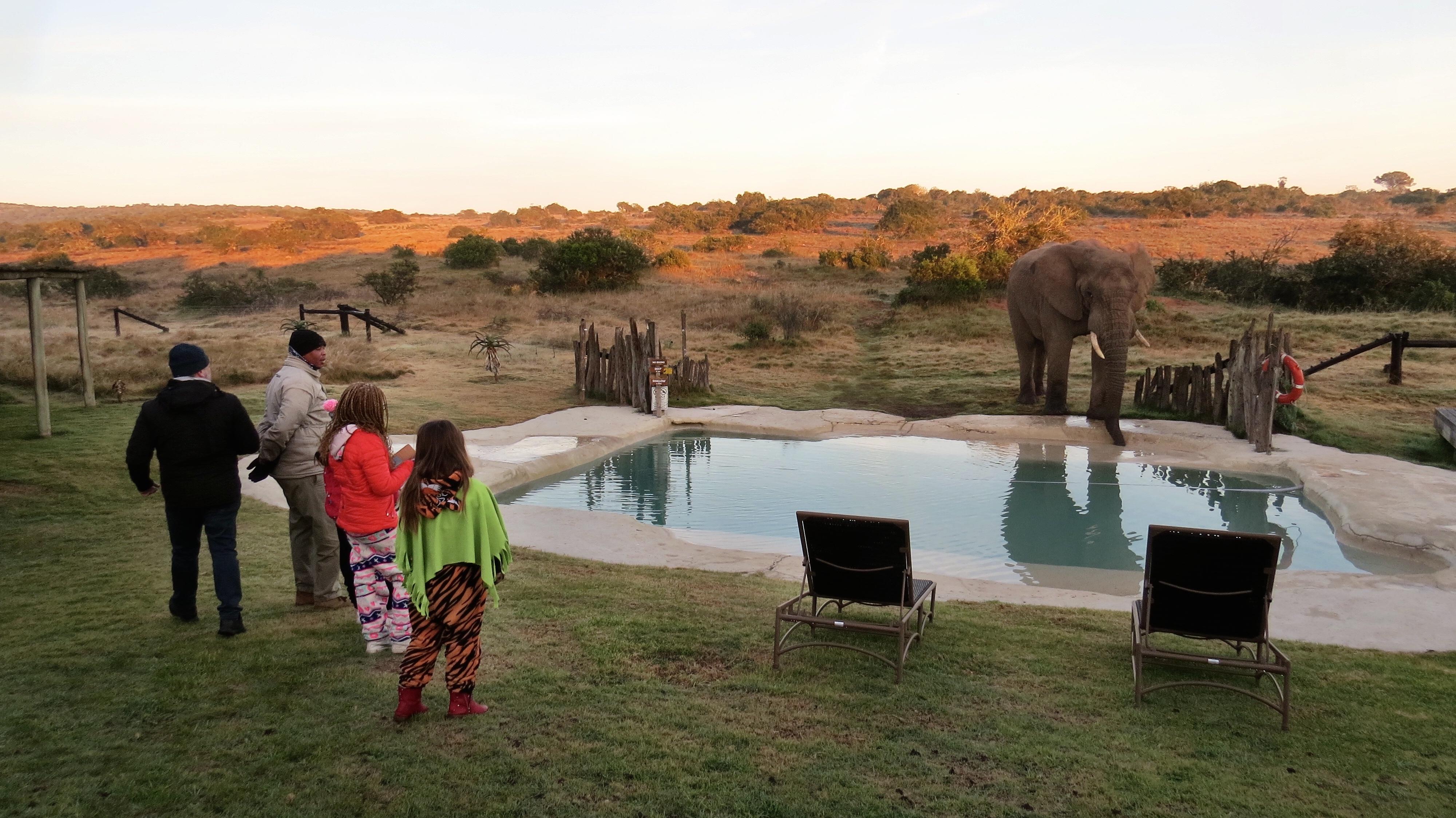 Hlosi Game Lodge - Amakhala Game Reserve Buyskloof Kültér fotó