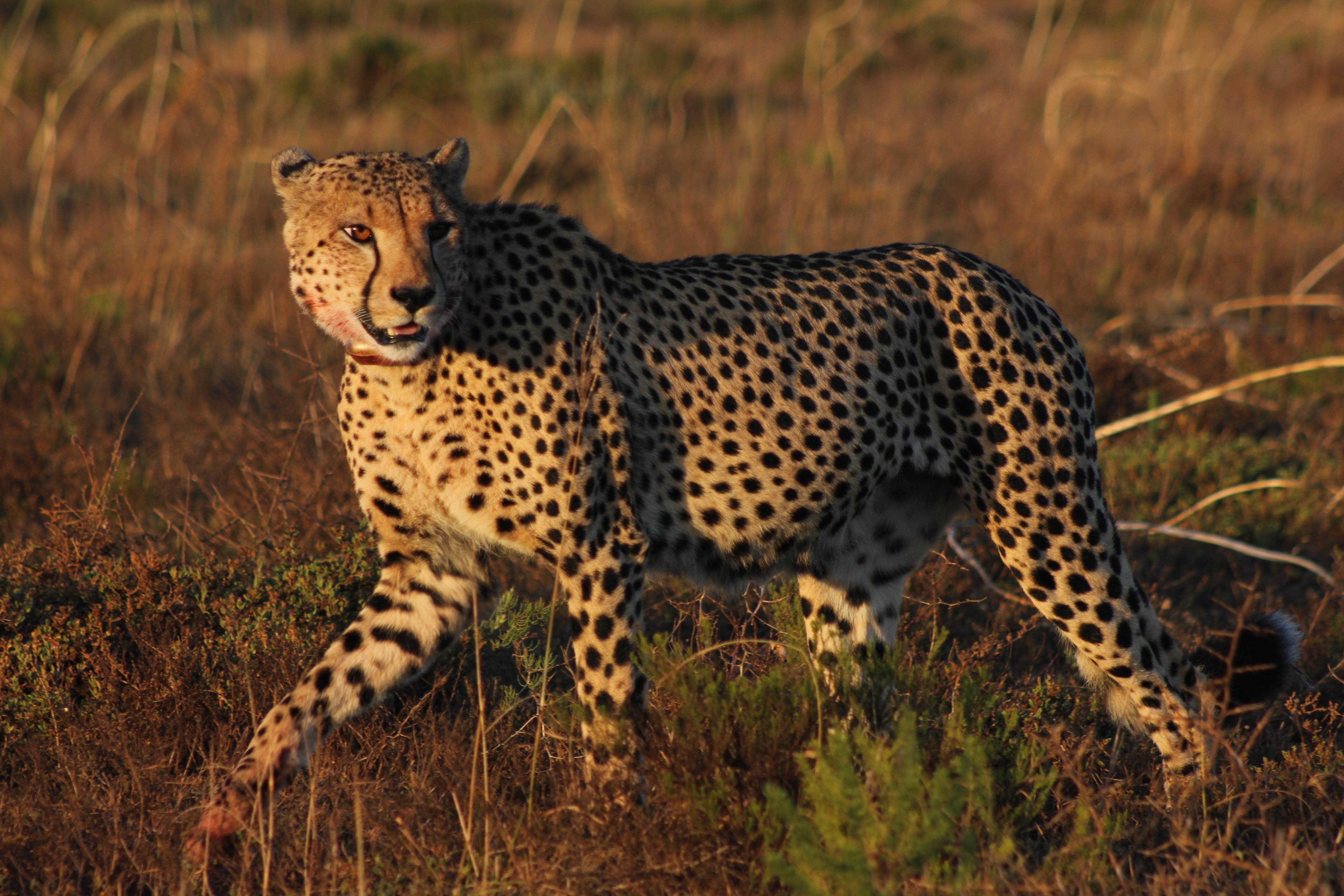 Hlosi Game Lodge - Amakhala Game Reserve Buyskloof Kültér fotó