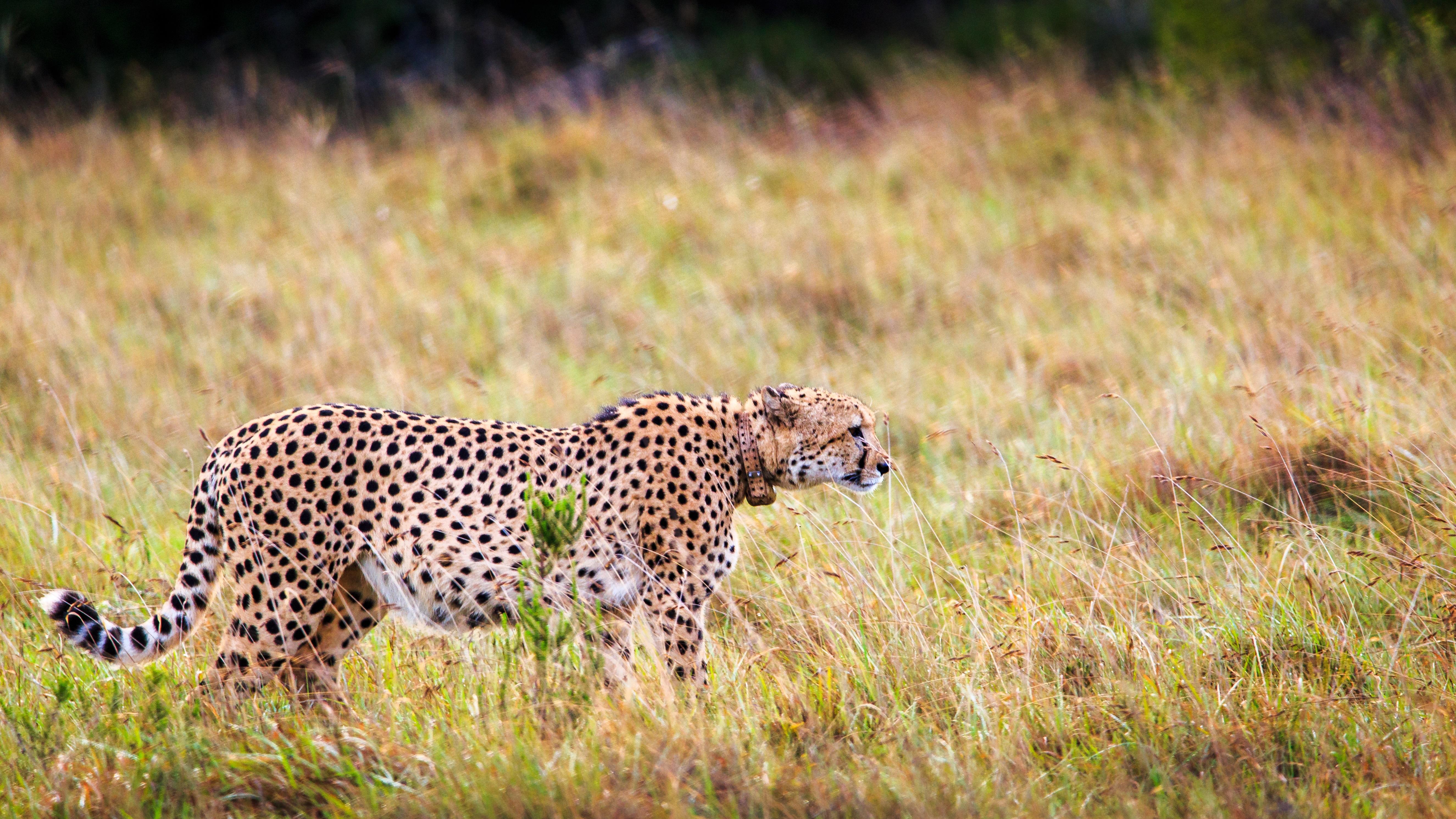 Hlosi Game Lodge - Amakhala Game Reserve Buyskloof Kültér fotó