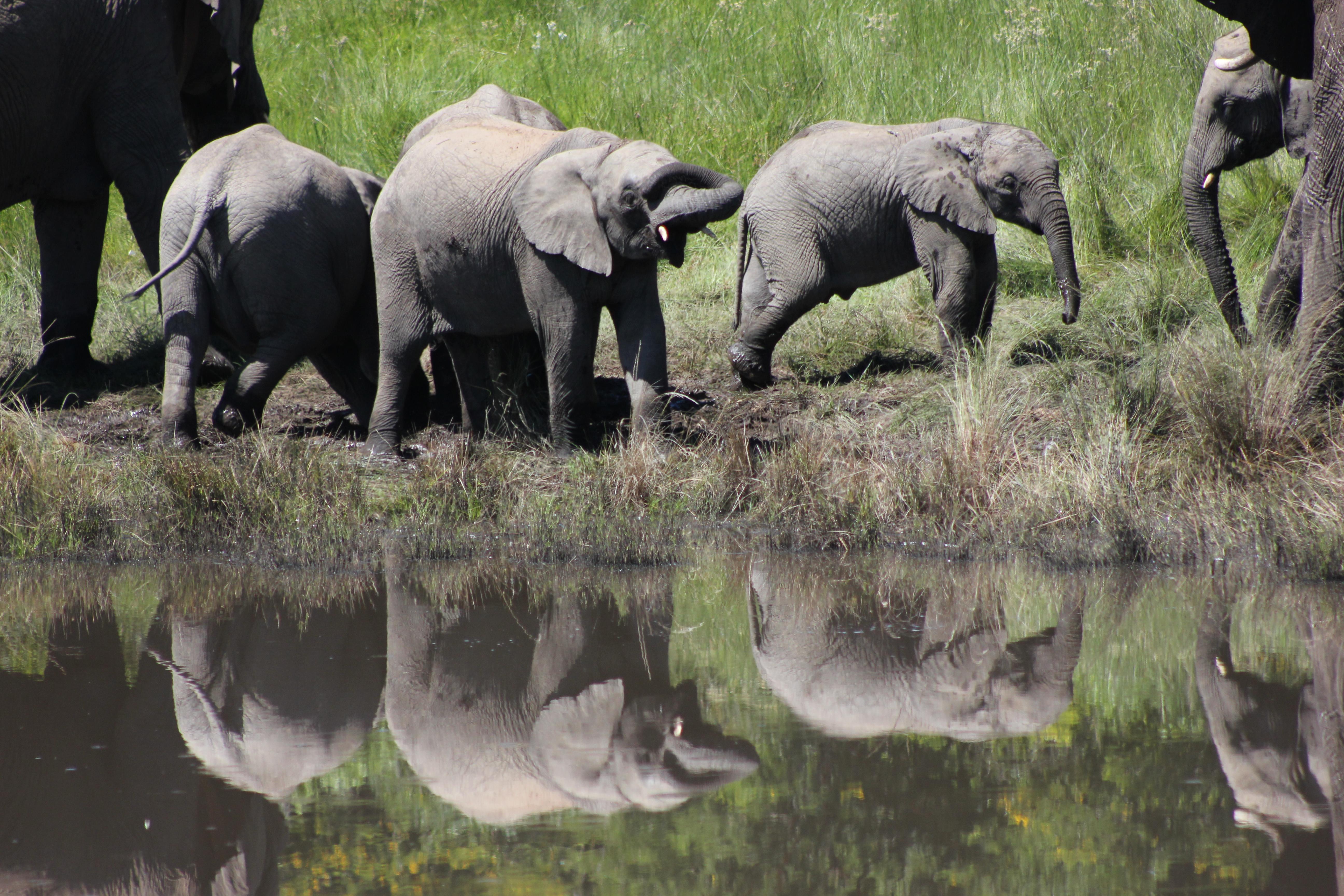 Hlosi Game Lodge - Amakhala Game Reserve Buyskloof Kültér fotó