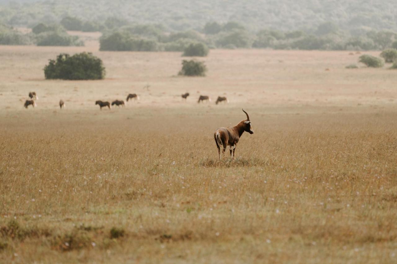 Hlosi Game Lodge - Amakhala Game Reserve Buyskloof Kültér fotó