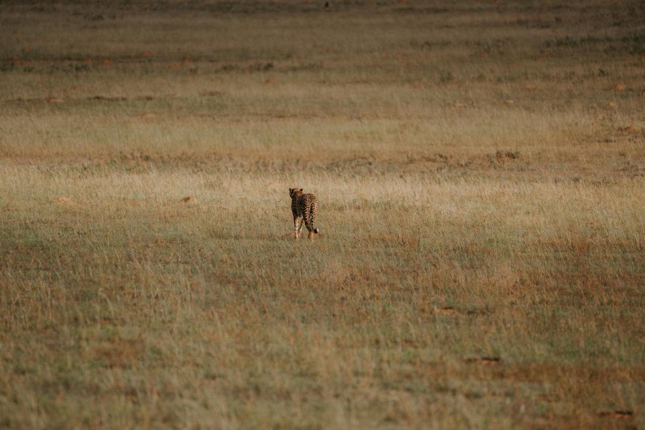 Hlosi Game Lodge - Amakhala Game Reserve Buyskloof Kültér fotó