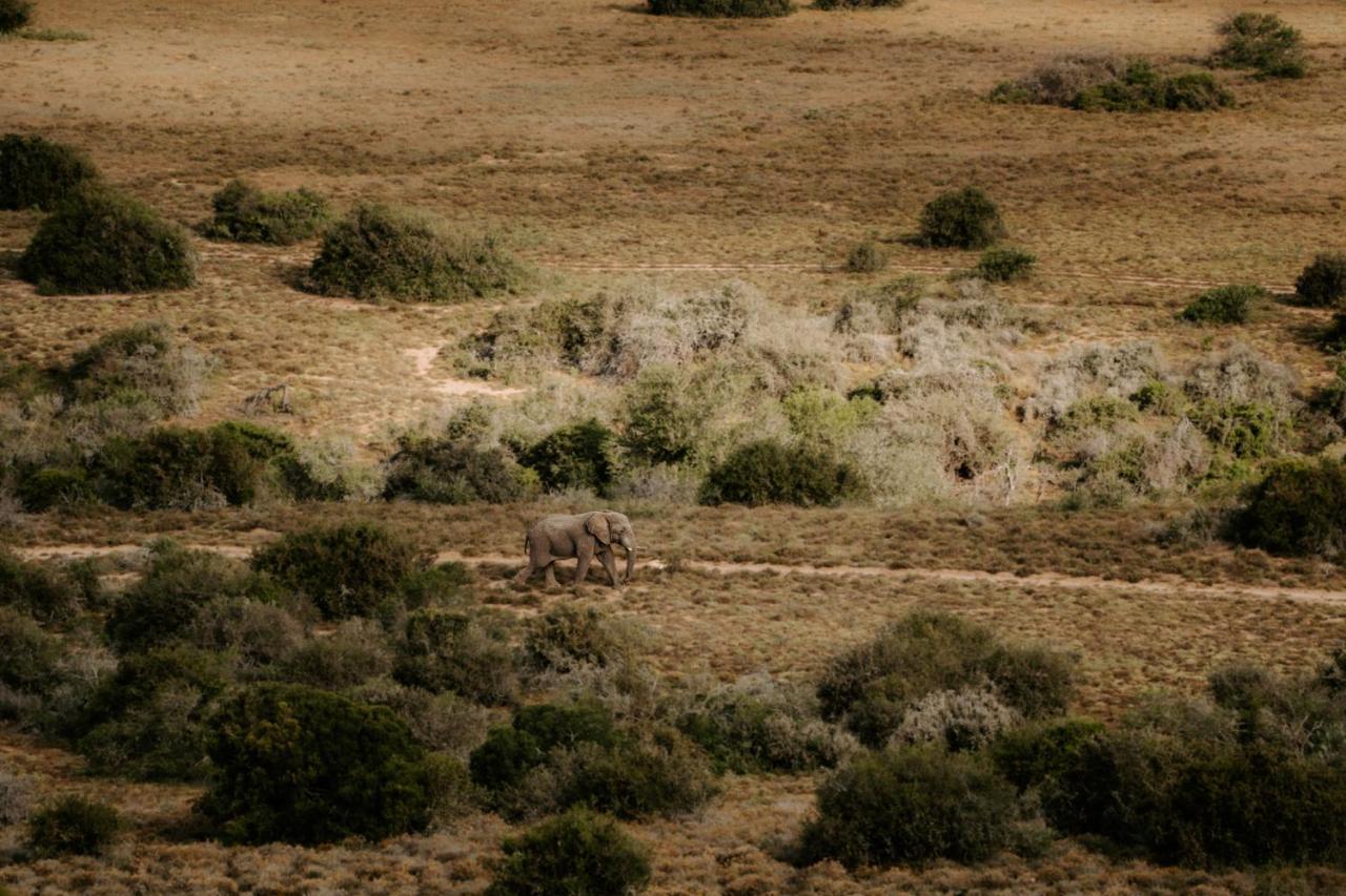 Hlosi Game Lodge - Amakhala Game Reserve Buyskloof Kültér fotó