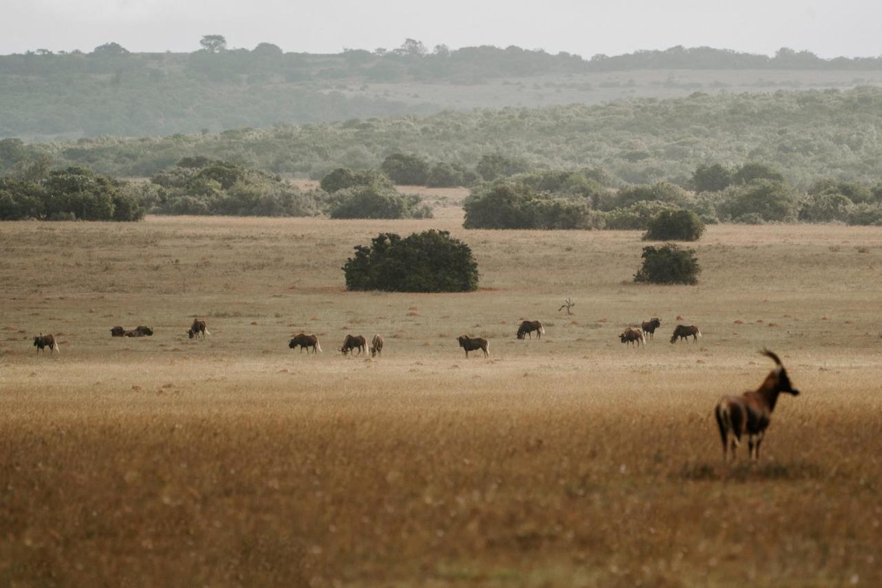 Hlosi Game Lodge - Amakhala Game Reserve Buyskloof Kültér fotó