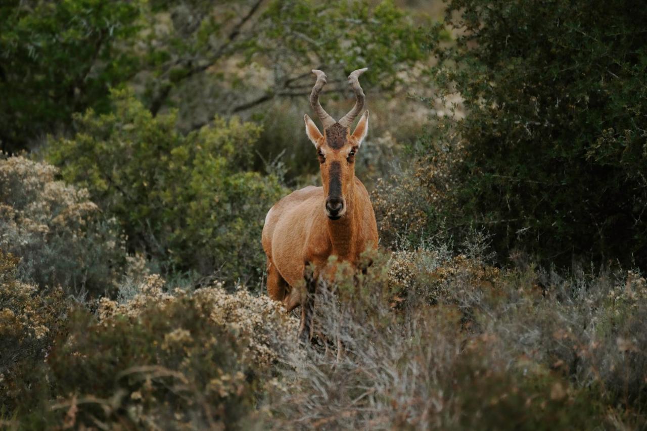 Hlosi Game Lodge - Amakhala Game Reserve Buyskloof Kültér fotó