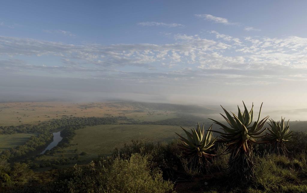 Hlosi Game Lodge - Amakhala Game Reserve Buyskloof Kültér fotó